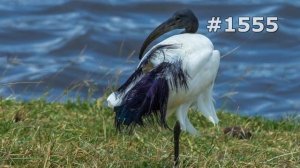 #1555. Ибисы и колпицы (В мире животных)