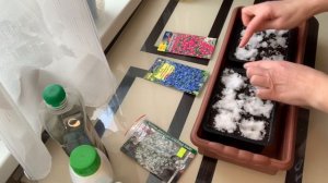 Сеем лобелию.