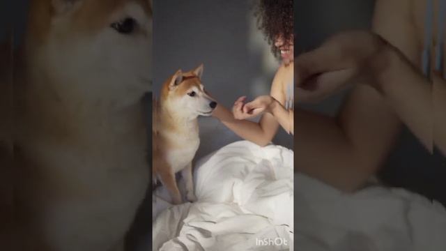 самые красивые и милые  собачки  ?? кто  любит щенка