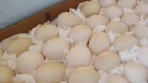 Мускусные утки. Закладка яиц в инкубатор Блиц Норма.
