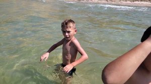 Дельфин в Азовском море