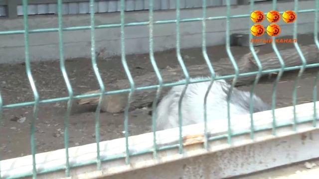 Детеныши лисы Алисы смотреть онлайн