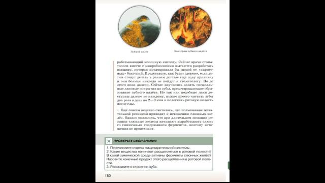 Биология 9к СТР-176 Пищеварение в ротовой полости смотреть онлайн