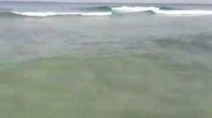 Скаты на пляже ОАЭ