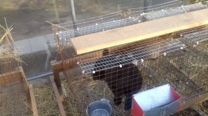 Кролики в теплице