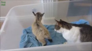 Х.З. -  Козлы