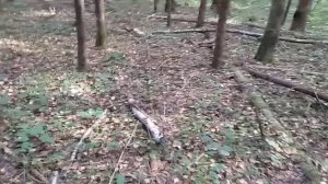 Рядовка/Говорушка дымчатая.