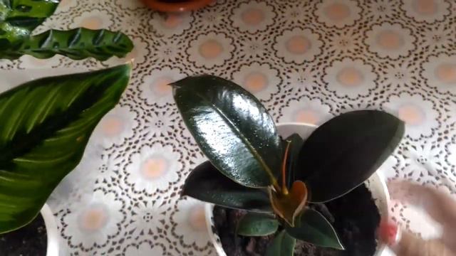 Комнатные растения🌱🌿 новинки калатеи🌱 монстера☘️ плющ🍀 бегония🌸