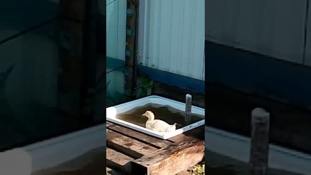 Муларды на даче смотреть онлайн