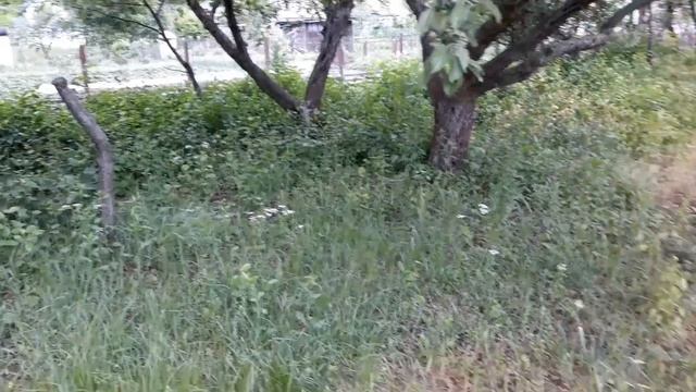 Уничтожаем сорняк. Гербицид Ураган Форте смотреть онлайн