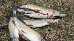 Маленькие реки Воронежской области. 
Щука.