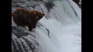 Медведь ловит лосося на водопаде