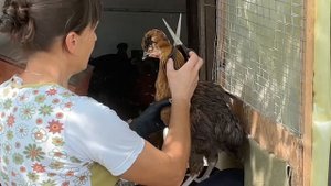 Чубатые Куры и Чубатые Цыплята Особенности их Содержания