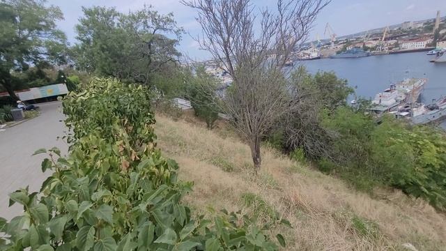 Пересадка Дуба(Черешчатого)подальше от дикарей. смотреть онлайн