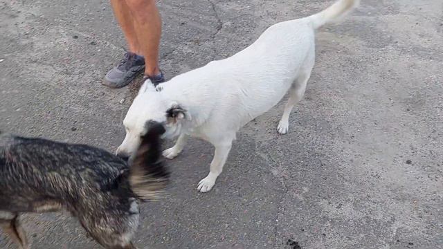 Когда-то они на нас бросались с пеной у рта! Мы их приручили, а Ника подчинила 😁 смотреть онлайн
