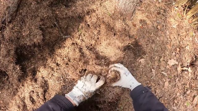 Бронзовка металлическая (Protaetia (Potosia) metallica). Ловим Личинок смотреть онлайн