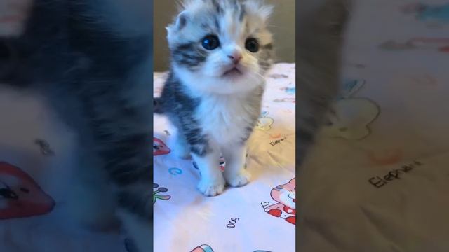 My Little Pet Funny & Cute Doing #cute dog #cute pet Epic#0235