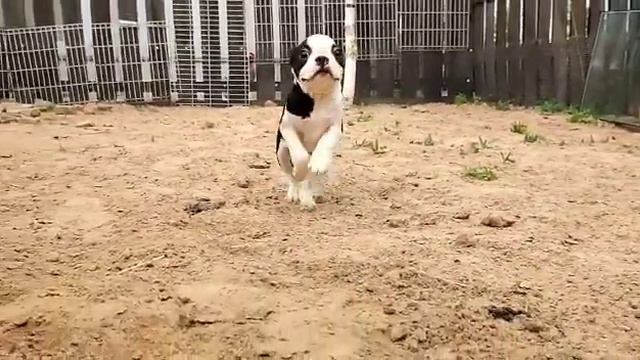 Бостон терьер предлагаю +79062003006 смотреть онлайн