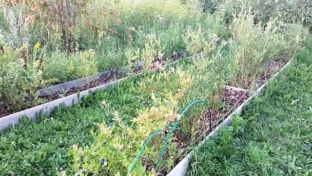 Подкисляем Голубику доступными средствами смотреть онлайн