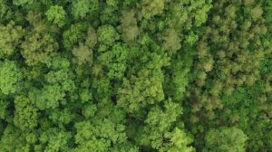 Мир души. Письма о духовной жизни. Игумен Никон Воробьев