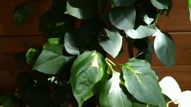 Вертикальное озеленение террасы. смотреть онлайн