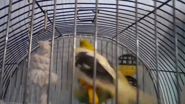 Попугай корелла Тимошка пищит | корелла - звуки смотреть онлайн