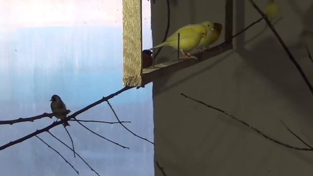 Первое гнездо у лесных птиц. Канарейки, амадины, попугаи и молодки несушки. смотреть онлайн