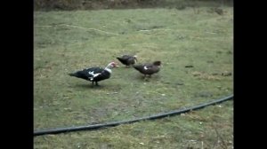 Что Сделать, Чтобы Утки Не Кричали.