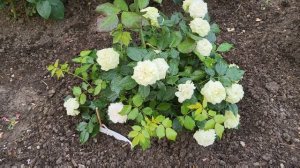 Роза Джеральдина и её соседки. #розы #цветениероз2022 #лето #роза #любовьспервоговзгляда