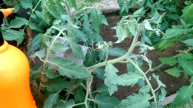 Как и для чего подкормливают растения борной кислотой. смотреть онлайн