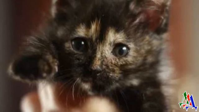 - Где это видано? В КВАРТИРУ притащить БОЛЬНУЮ грязную КОШКУ! Неси её в ПРИЮТ, а не ко мне! смотреть онлайн