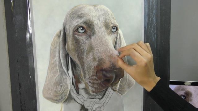 Weimaraner Dog in Soft Pastel on Suede Board - Timelapse смотреть онлайн