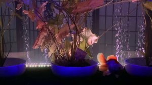 Aquarium Chill [GOLDFISH RELAXATION]