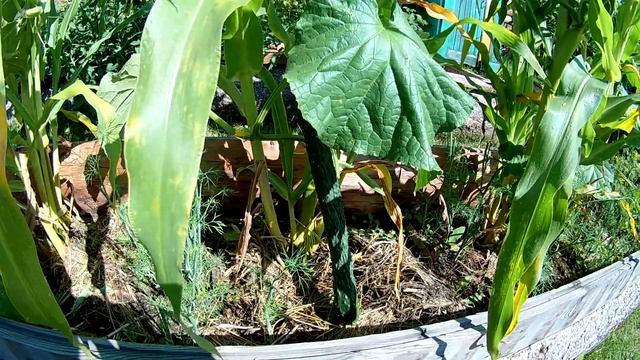 Огурцы Китайский змей. Огурцы растут с кукурузой - отличный результат смотреть онлайн