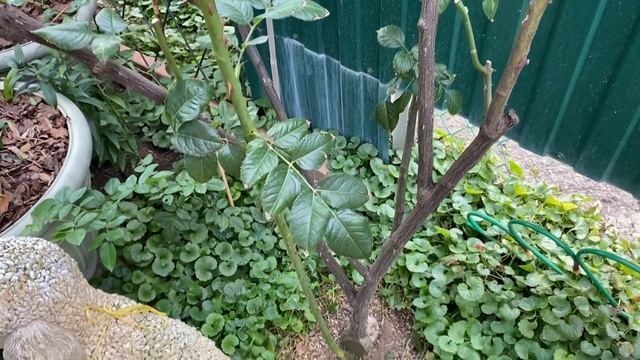 Как я высаживаю гортензии в кашпо?осенние садовые хлопоты? смотреть онлайн