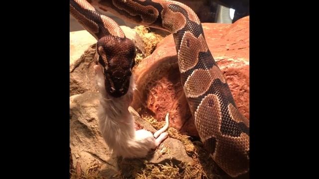 Ball python feeding (frozen thawed) смотреть онлайн