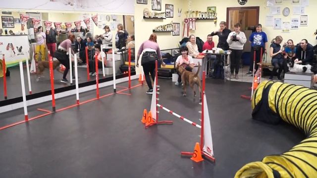 Аджилити "Новогодние страты" Прогресс 2 смотреть онлайн