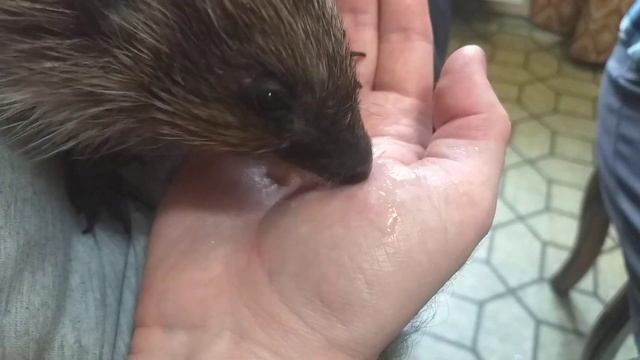 Кормим Ёжика с рук! смотреть онлайн