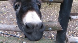 Ослик кушает морковку 02.10.2020