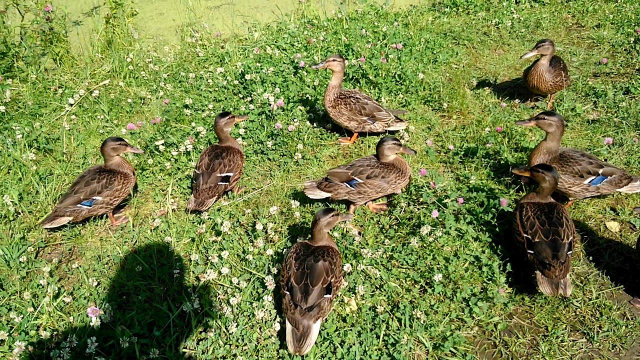 Утки Дикие Почти как Домашние смотреть онлайн