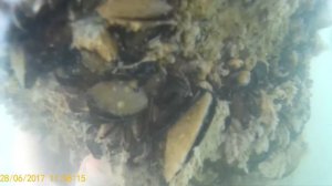 АБХАЗИЯ  ДОБЫЧА МИДИЙ