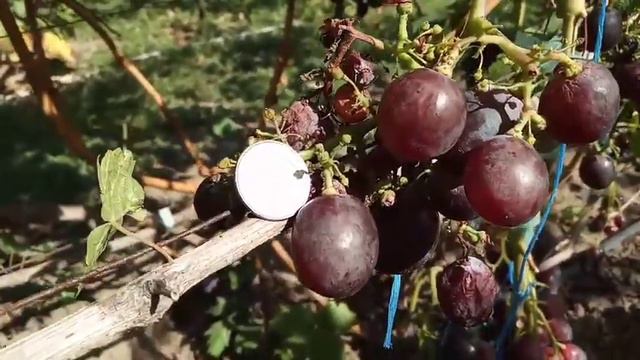 Сорт винограда Класс 29 августа 2020 виноградник Щереденкова В. А.