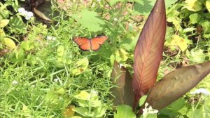 Butterfly Station and Garden