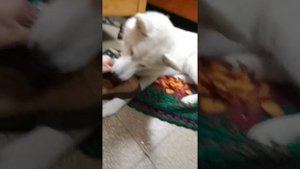 Белые хаски с примесью волка האסקי לבן, חלקי זאב