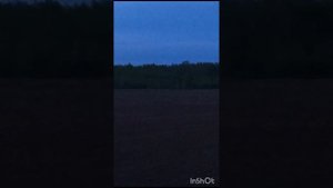 Русская гончая Багира вл. Трокина С.