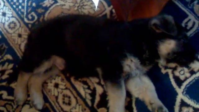 Немецкая овчарка лунатик смотреть онлайн