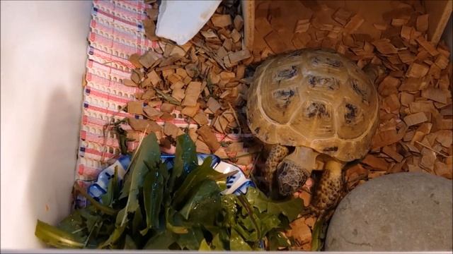 Уход за сухопутной черепахой. Травка для Пышки (сухопутной черепахи). смотреть онлайн