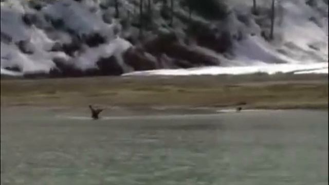 Битвы животных Медведь против лося Bear vs Moose смотреть онлайн