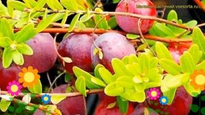 Клюква обыкновенная Бен Лир. Краткий обзор, описание характеристик vaccinium macrocarpon Ben Leer