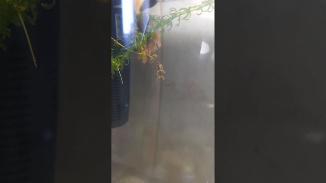 ЛЮБИМЫЕ РЫБКИ СЛАДКО СПЯТ! УЛИТКИ АМПУЛЯРИИ ЧИСТЯТ АКВАРИУМ! ЛЮБЛЮ НАБЛЮДАТЬ ЗА ПОДВОДНЫМ МИРОМ! ?❤ смотреть онлайн